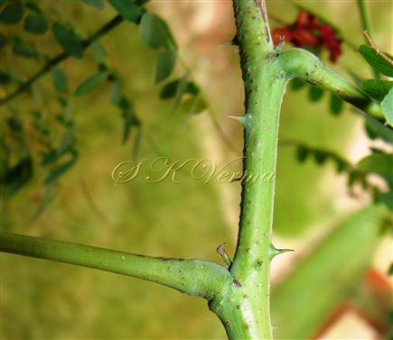  Stem bearing prickles